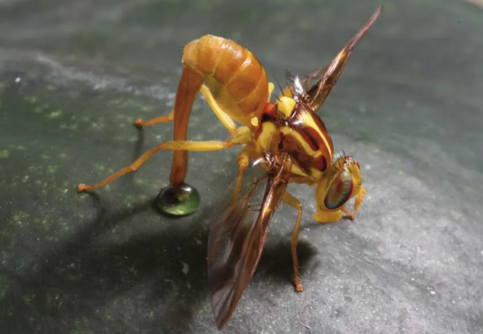 Anastrepha grandis&nbsp;(Diptera: Tephritidae) - Foto: Paulo Lanzetta