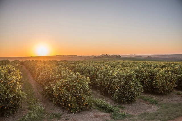 Imagem de um do pomares de laranjas da Citrosuco. - Foto: Divulgação