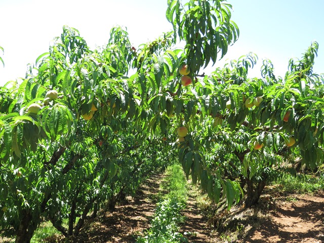 A falta de precipitações mais volumosas para manter a boa umidade nos solos dos pomares já é motivo de preocupação entre os produtores rurais, o que pode ocasionar redução no tamanho dos frutos; Foto: Divulgação