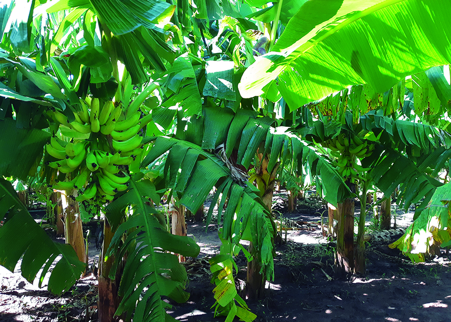 A variedade é resistente à sigatoka-amarela e à murcha de Fusarium; Foto: Humberto Marcílio