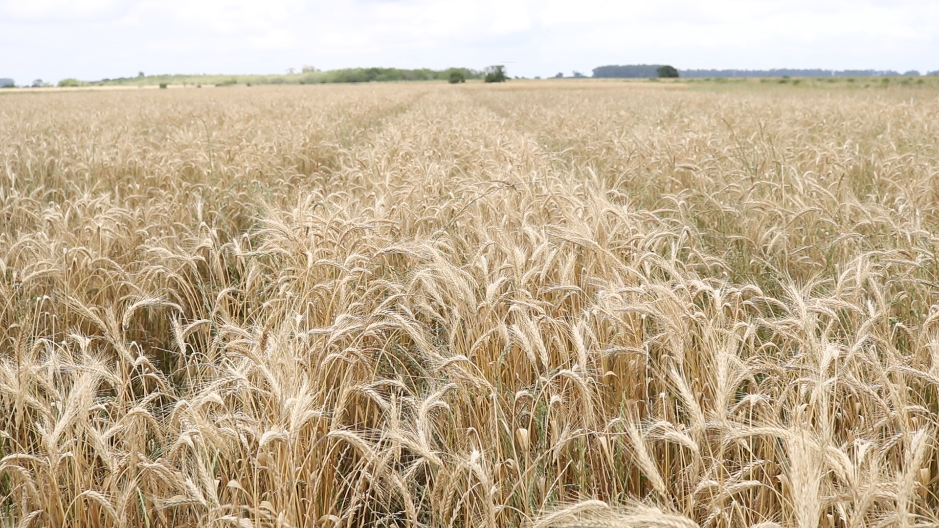 Triticale e trigo em sistema de terras baixas foram avaliados e colhidos para estudo de viabilização de adaptação dos cereais de inverno na região, oportunizando duas safras ao ano, após arroz ou soja. - Foto: Talyssa Machado