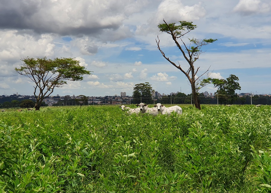 Solução tecnológica proporcionou também aumento de produtividade superior a 50% em relação ao pasto degradado. - Foto: Althieres Furtado