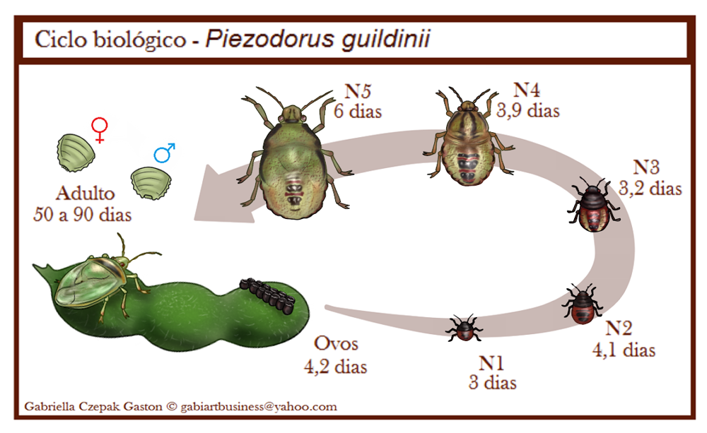 Figura 8 – Ciclo biologico do percevejo verde pequeno Piezodorus guildinni