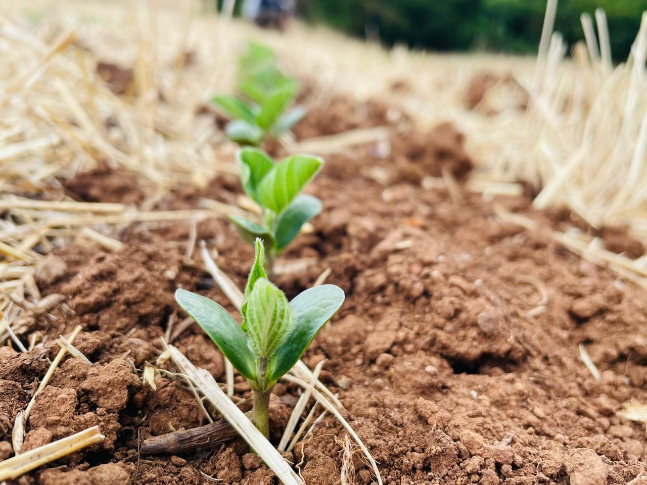 O plantio da soja alcança 80% no RS, estando em sua totalidade em germinação e desenvolvimento vegetativo. - Foto: Divulgação