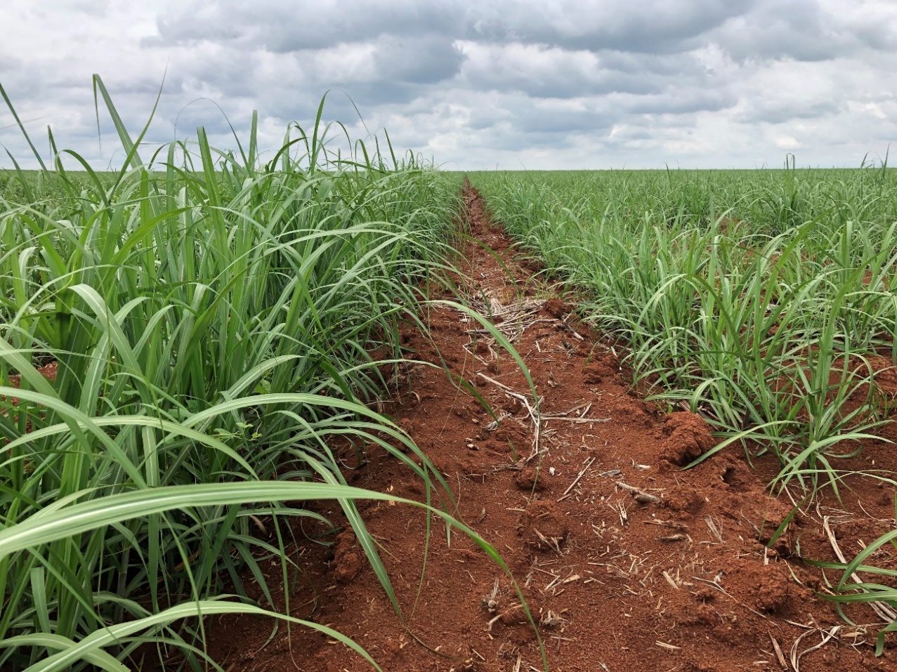 Imagem mostrando resultado do uso da plataforma tecnológica de bioestimulantes, plantas a esquerda da faixa que receberam aplicação dos bioestimulantes da Sipcam Nichino, plantas a direita da faixa que receberam aplicação dos bioestimulantes padrão do produtor.