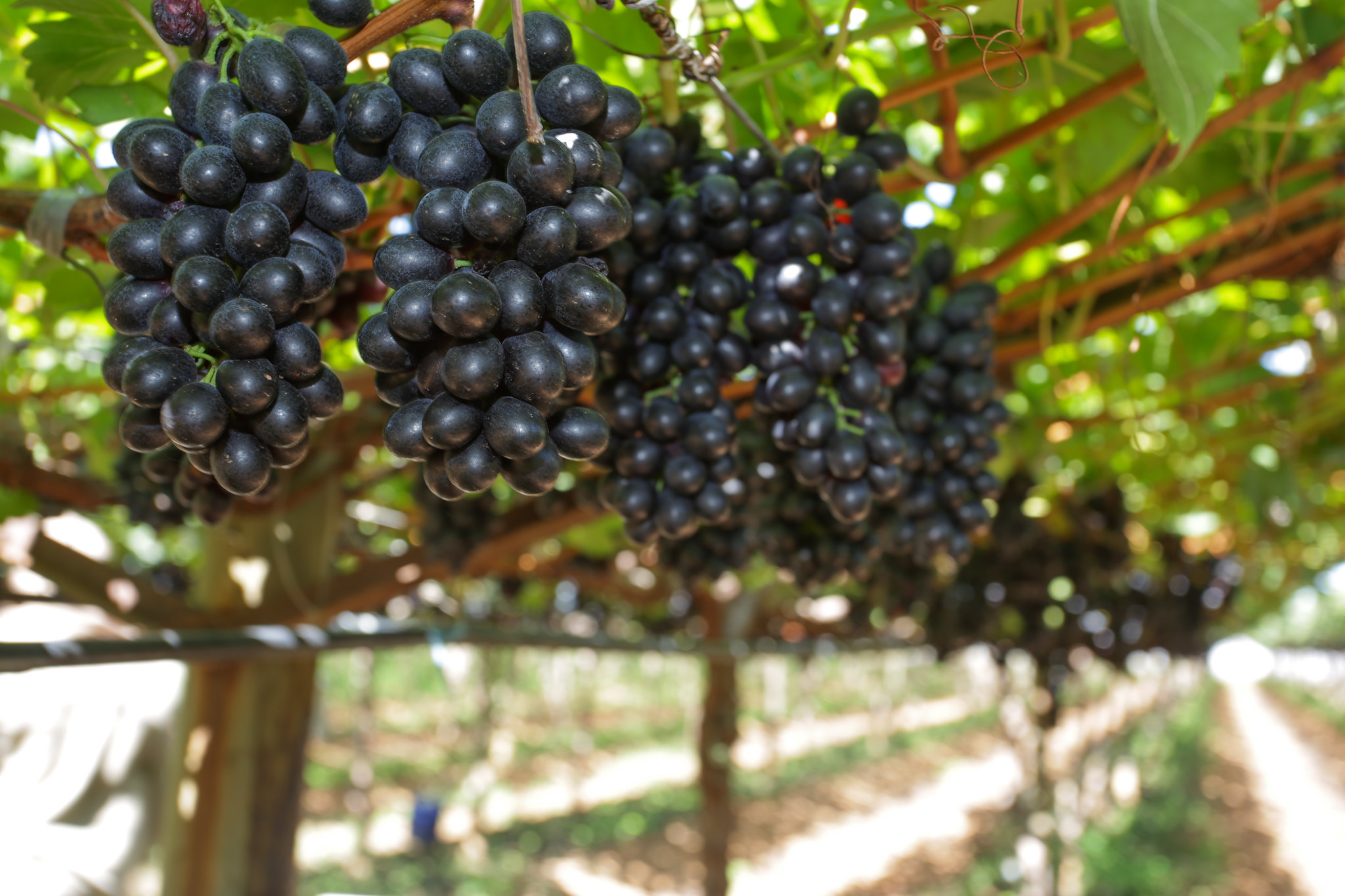 Uvas brancas estão sendo destinadas majoritariamente à exportação neste período do ano, e as negras sem semente apenas parcialmente; Foto: Tony Oliveira/CNA