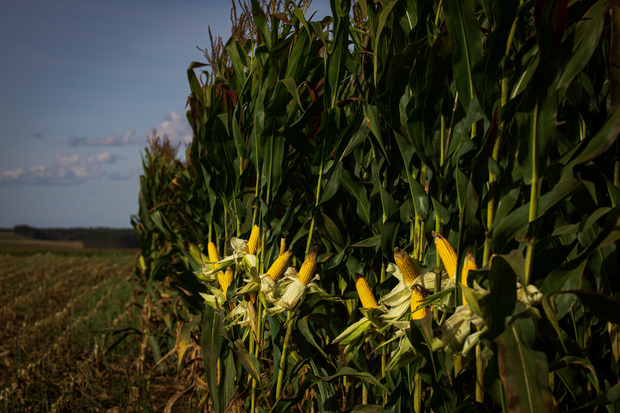 Os produtores devem seguir as recomendações contidas nas portarias de Zarc para ter direito ao seguro rural e Proagro. - Foto: Wenderson Araujo/CNA&nbsp;&nbsp;