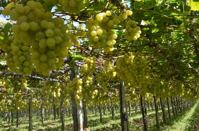 Objetivo é orientar práticas que mitiguem as emissões e embasar políticas públicas relacionadas à produção de uvas de baixa emissão de carbono; Foto: Fernanda Muniz Bez Birolo