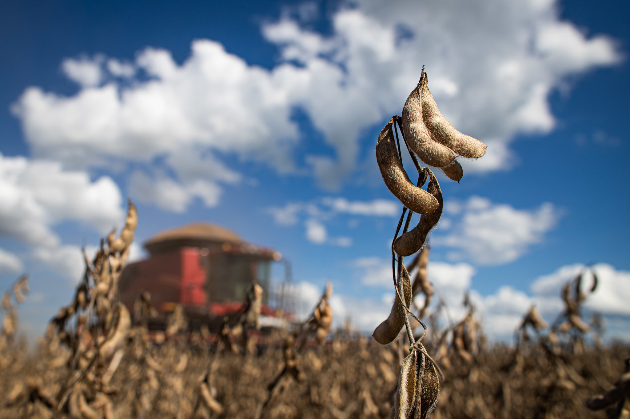 O destaque ficou por conta da soja, com aumento de área semeada de 3,8%, e para a safra do trigo, que foi encerrada com recorde de produção. - Foto: Wenderson Araujo/CNA