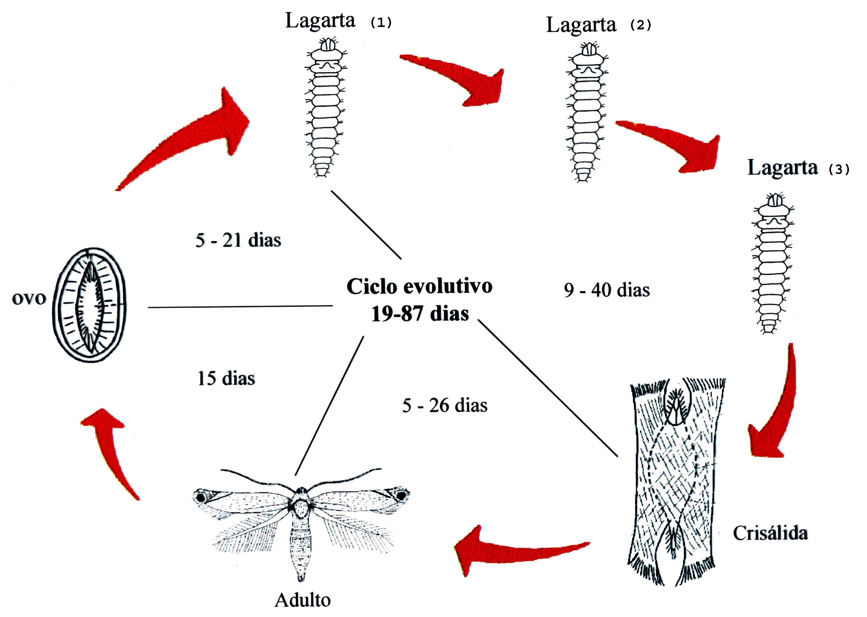 Representação do ciclo evolutivo do bicho-mineiro das folhas do cafeeiro.