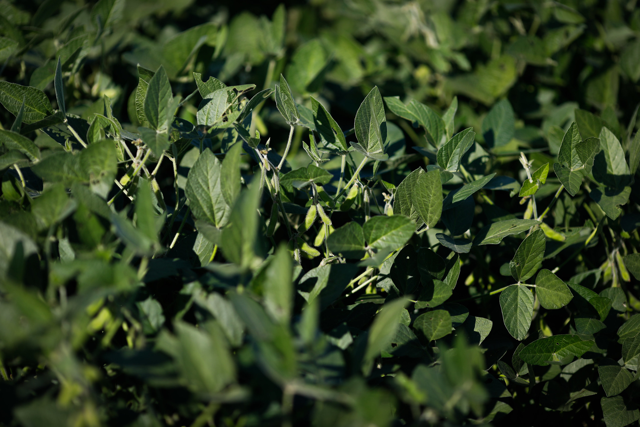 A preocupação do mercado em relação ao abastecimento de fertilizantes vem do fato de a China e a Rússia terem anunciado restrições às exportações. - Foto: Wenderson Araujo/CNA