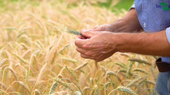 O zoneamento vai orientar a expansão do cultivo do triticale no país - Foto: Raoni Locatelli