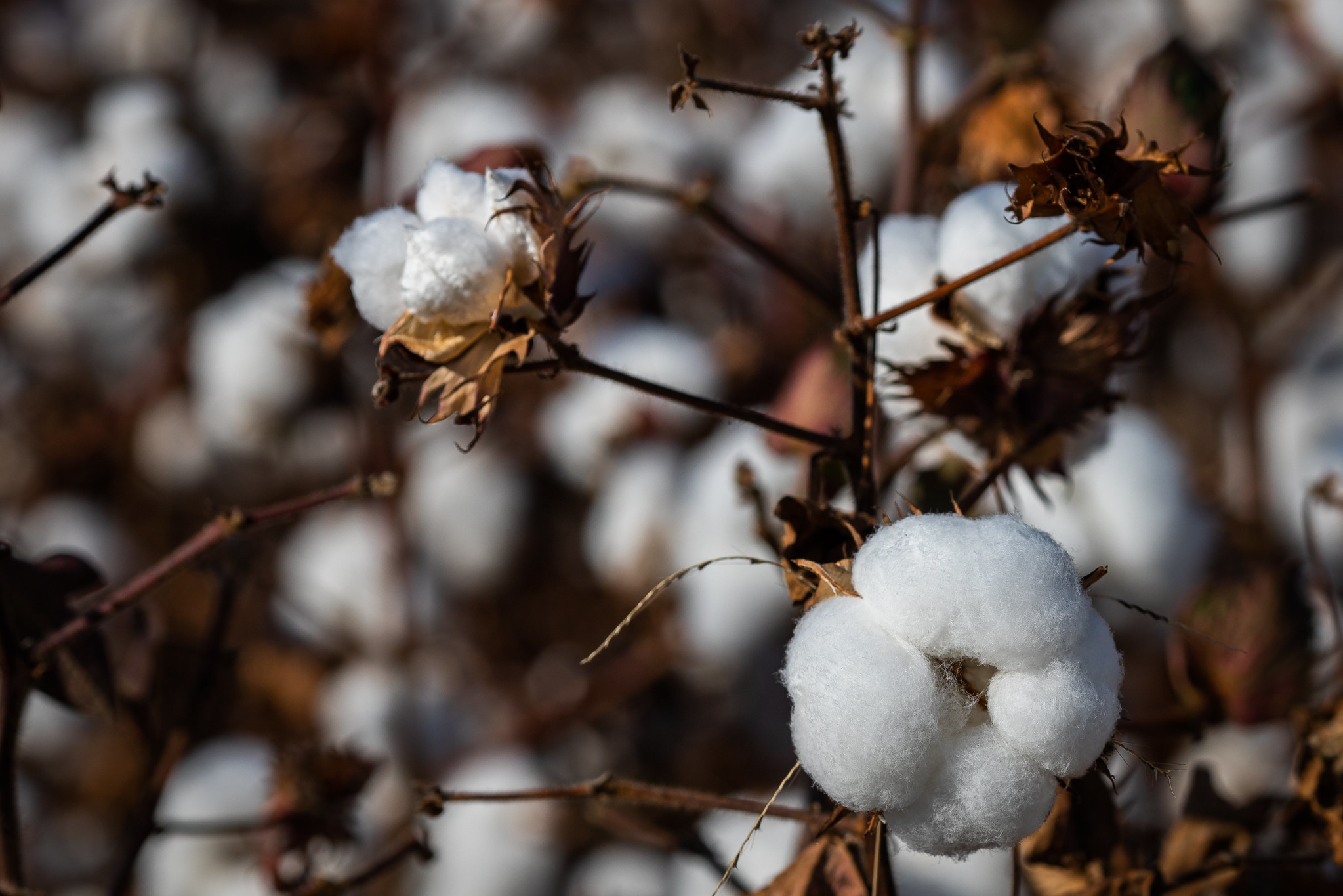 Um dos fatores que contribuiu para este resultado foi o clima desfavorável às doenças, com redução do período chuvoso nas principais regiões produtoras de algodão. - Foto: Wenderson Araujo/CNA