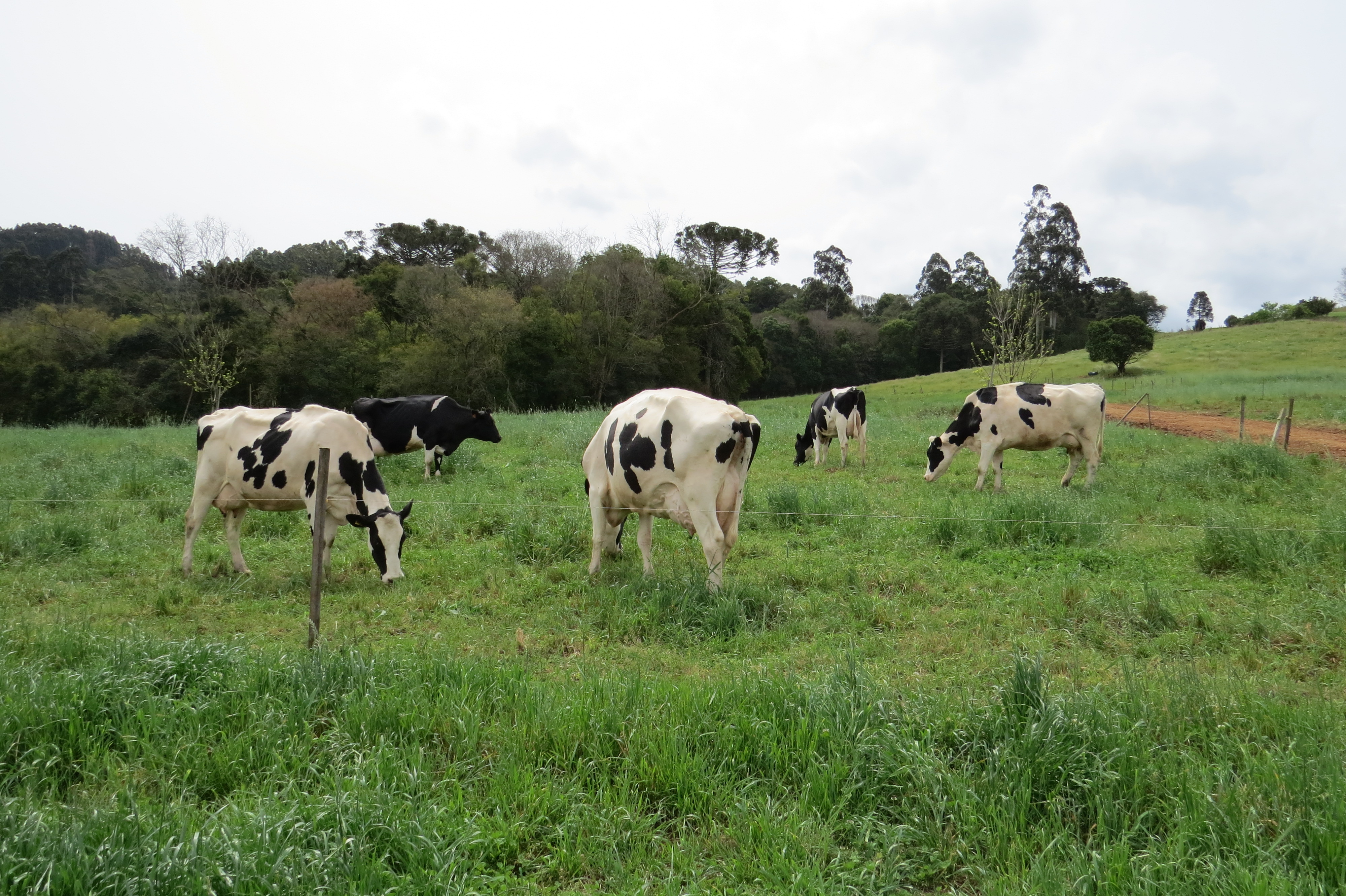 Boa umidade do solo, devido à ocorrência de chuvas esparsas, aliadas à sequência de dias ensolarados, tem proporcionado condições favoráveis ao desenvolvimento das plantas forrageiras. - Foto: Divulgação Emater/RS-Ascar