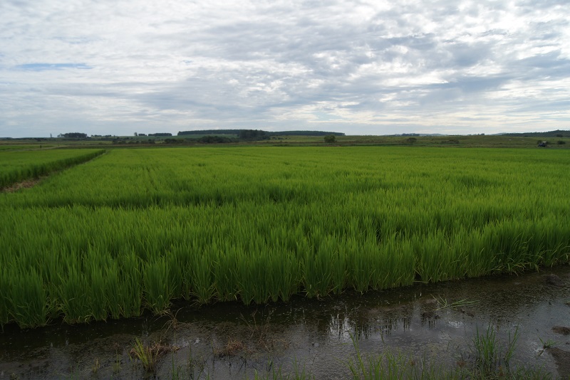 O objetivo do seminário é apresentar alternativas para a otimização da produção nas áreas de terras baixas, com enfoque na integração entre pecuária e lavoura e também no uso de cereais de inverno. - Foto: Divulgação Embrapa