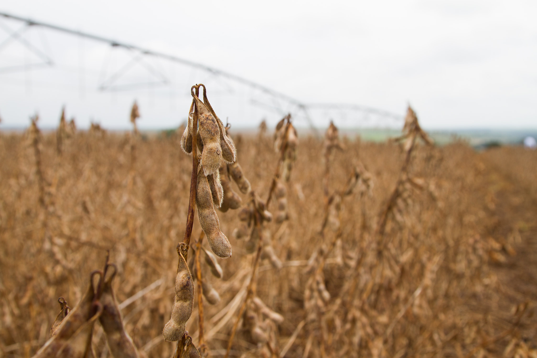 Expectativa é de que os trabalhos de campo se intensifiquem entre o final de janeiro e o começo de fevereiro. - Foto: Wenderson Araujo/CNA