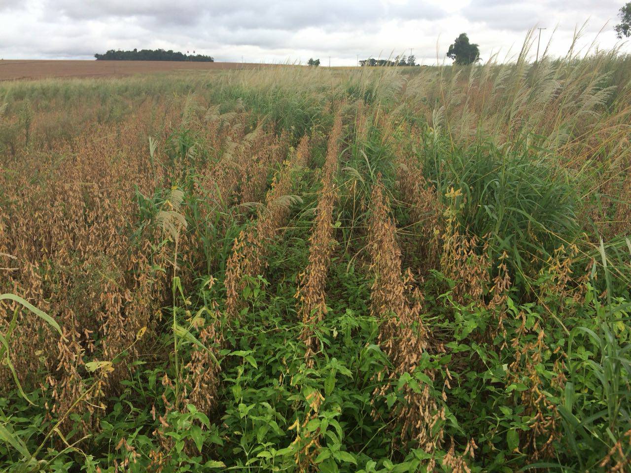 Área de produção de soja safra 2017/2018 na região do oeste do Paraná sob alta infestação de plantas daninhas no momento da colheita da soja