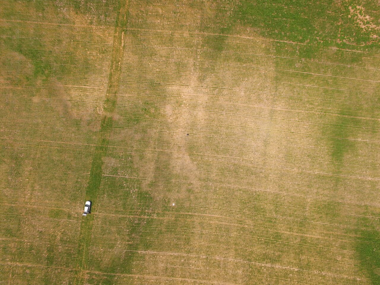 Fotos aéreas de lavoura comercial de soja infestada por fitonematoides  