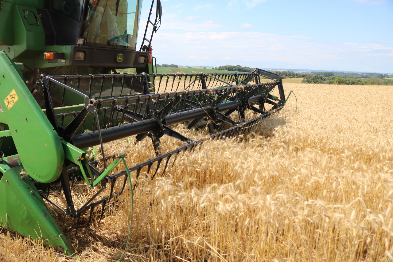 No Estado, a área de cultivo de trigo alcançou 1.458.026 hectares na safra 2022, sendo que 85% da colheita desta área já foi finalizada na região Oeste do Estado; Foto:&nbsp;José Schafer