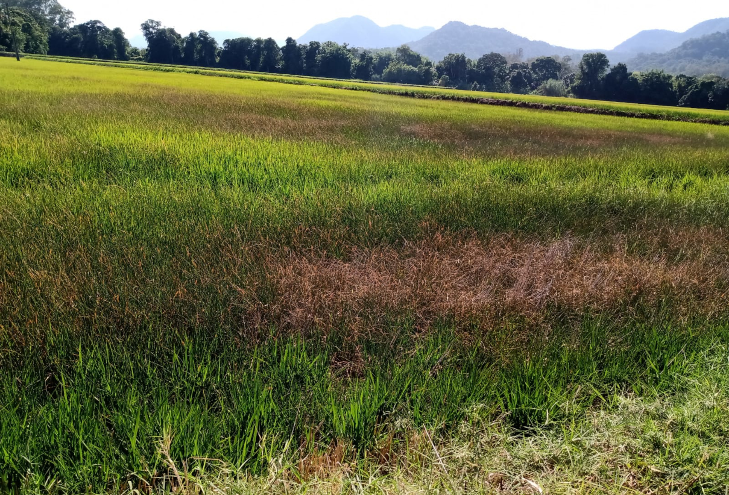 Segundo a Federarroz, em regiões como Central, Fronteira Oeste e Campanha produtores estão escolhendo áreas na lavoura para poder manter irrigação. - Foto: Divulgação