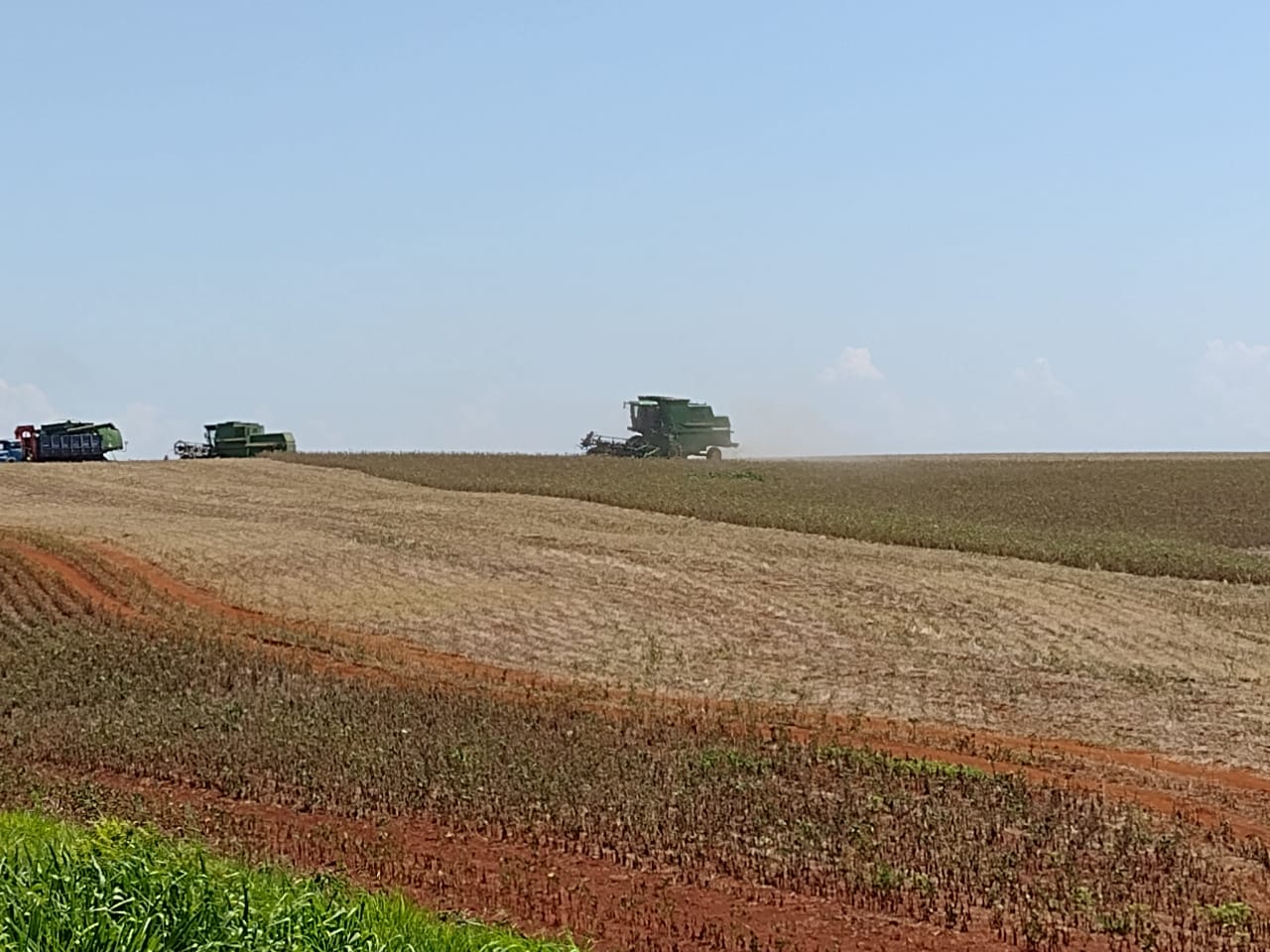 Nas localidades onde as precipitações foram em menor volume, as lavouras ainda continuam apresentando queda de folhas, amarelecimento das plantas e baixo número de vagens e grãos. - Foto: Adriane Bertoglio Rodrigues