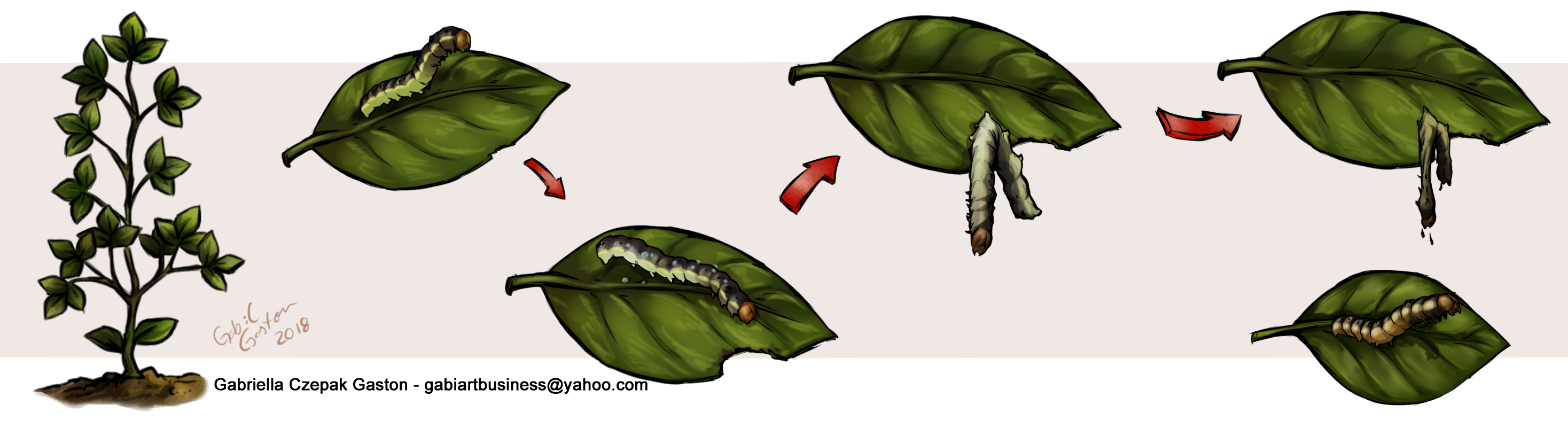 Figura 2 - Sucessão de sintomas e comportamento de uma lagarta provocados pela infecção viral após a ingestão de folhas contaminadas com Baculovírus
