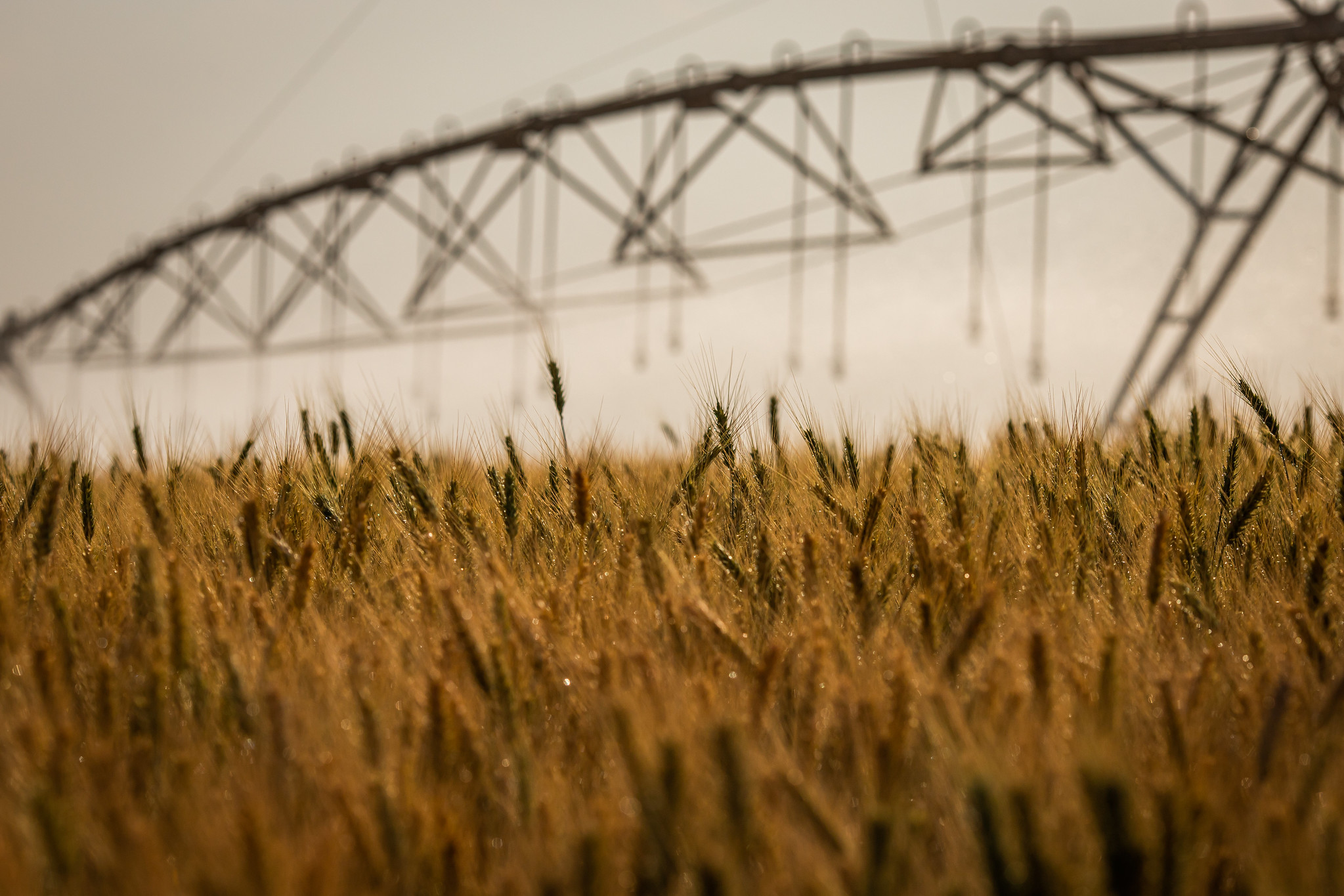 De acordo com a Conab, 9,36 milhões de toneladas de trigo devem ser colhidas, alta de 22% em comparação à safra anterior (2021/22). - Foto: Wenderson Araujo/CNA