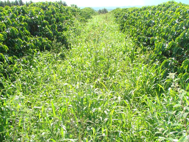 Lavoura de café arábica infestada por plantas daninhas