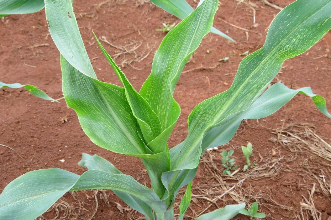 Planta de milho com Rayado fino(maize rayado fino vírus – MRFV)