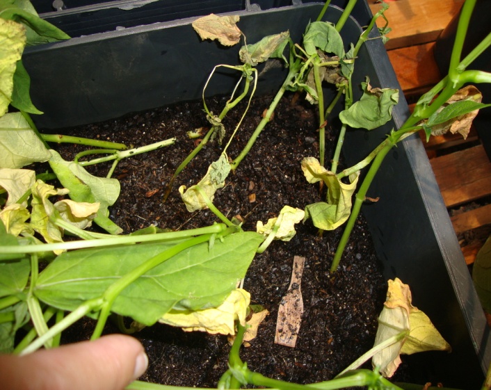 Sintomas de amarelecimento e murcha em plantas de feijoeiro, aos 25 dias após a semeadura, oriundas de sementes inoculadas artificialmente, após 48 horas de contato com o isolado IAC 11.299-1 de Fusarium oxysporum f. sp. phaseoli.