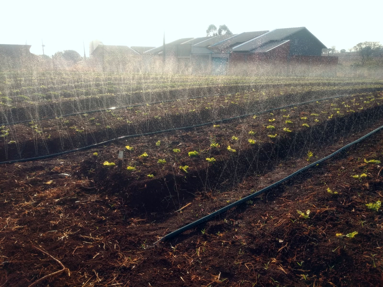 Utilizando a tecnologia das Mangueiras Santeno, que são micro perfuradas a laser e produzem jatos de água direcionados, o agricultor ampliou a área de produção em cinco vezes, e ainda reduzindo gastos e desperdícios na aplicação dos recursos. - Foto: Divulgação