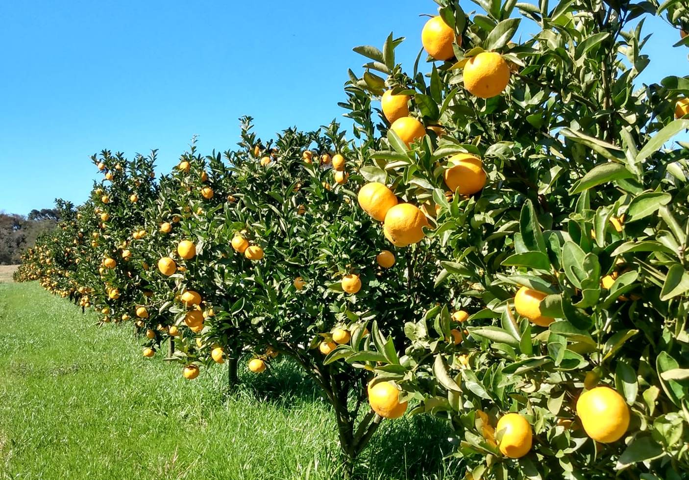 Estima-se que 90% da área plantada com bergamotas e 72% da área plantada com laranjas já estejam colhidas.&nbsp; - Foto: Edson Bonato