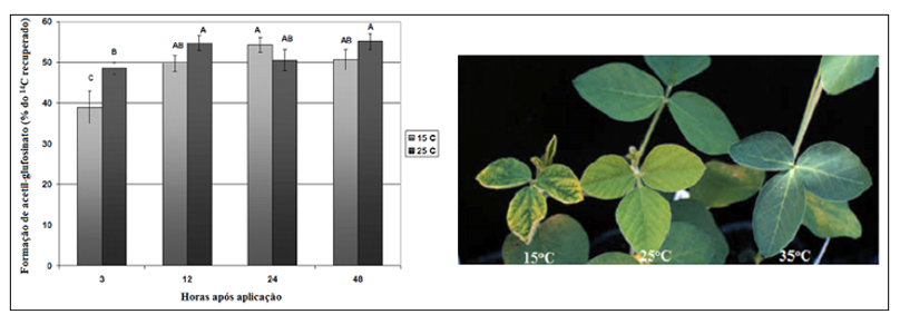 Figura 4: Metabolismo do herbicida glufosinato de amônio (formação de metabólito acetil-glufosinato) e sintomas de fitotoxicidade em soja Liberty Link em diferentes temperaturas (Pline et al., 1999).&nbsp;