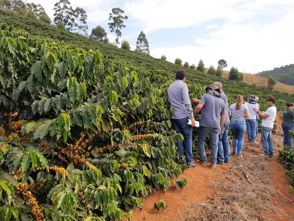 Visita técnica realizada em São Miguel do Anta (MG) mostrou como a cultivar se adaptou bem e deu excelentes frutos em menos de três anos. - Foto: Divulgação EPAMIG