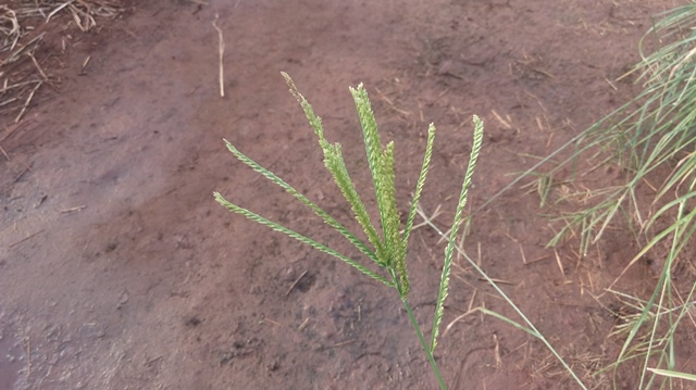 O capim-pé-de-galinha é uma das plantas danihas mais problemáticas