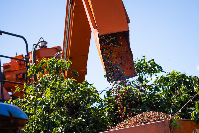 Do lado da demanda, a economia mundial registrando crescimento tímido e o cenário inflacionário são fatores que podem limitar o consumo de café; Foto: Wenderson Araujo/CNA