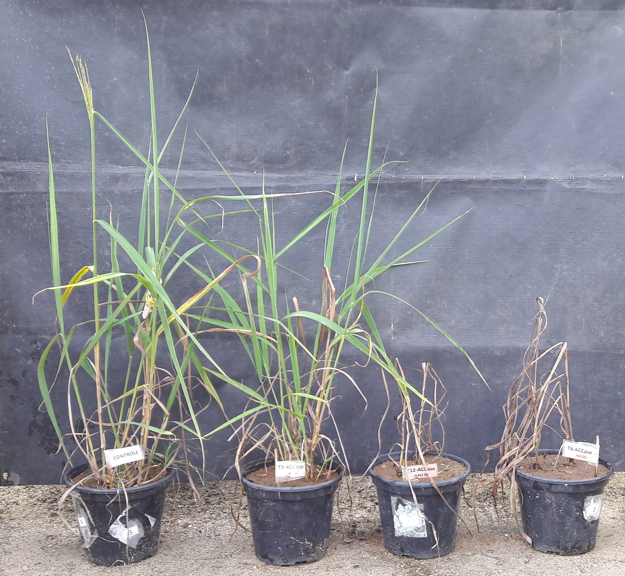 Vista frontal das plantas de capim-amargoso aos 35 dias após a aplicação dos herbicidas. Tratamentos da esquerda para direita: Testemunha; haloxifope-p-metílico e cloransulam com intervalos de 3, 6 e 12 dias entre aplicação, respectivamente.&nbsp;