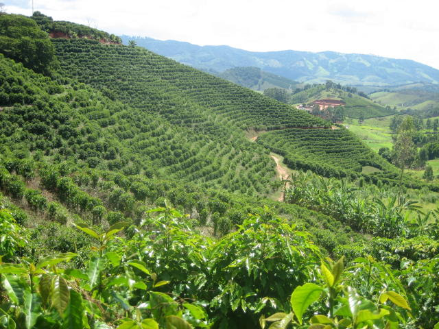 O longo período de estiagem e as geadas ocorridas em 2021 impactaram a safra atual de café e deve ainda trazer consequências para a próxima. - Foto:&nbsp;Carlos Alberto Alves Meira