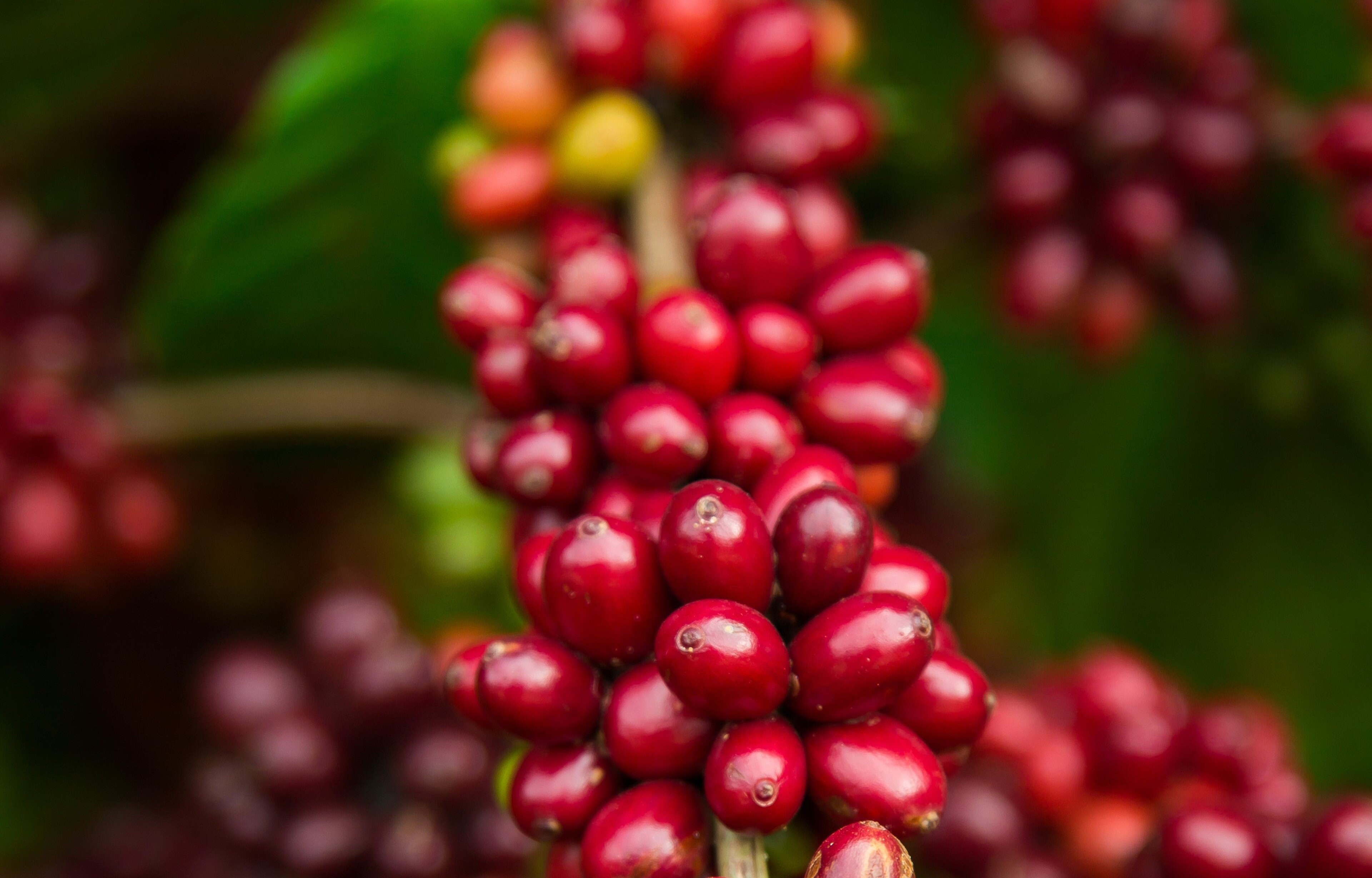 Relacionado à proteção da planta, cobre é fundamental para que cafeeiro tenha maior capacidade de desenvolvimento. - Foto: Divulgação