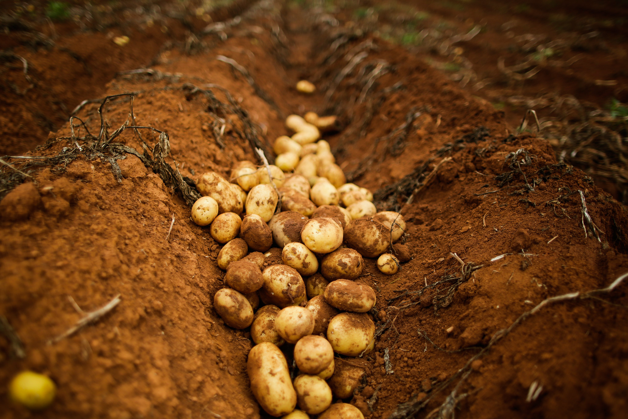 Alface, batata, cenoura e tomate apresentaram cotações ainda mais baixas, na comparação entre julho e agosto deste ano, na maioria das Centrais de Abastecimento analisadas. - Foto: Wenderson Araujo/CNA