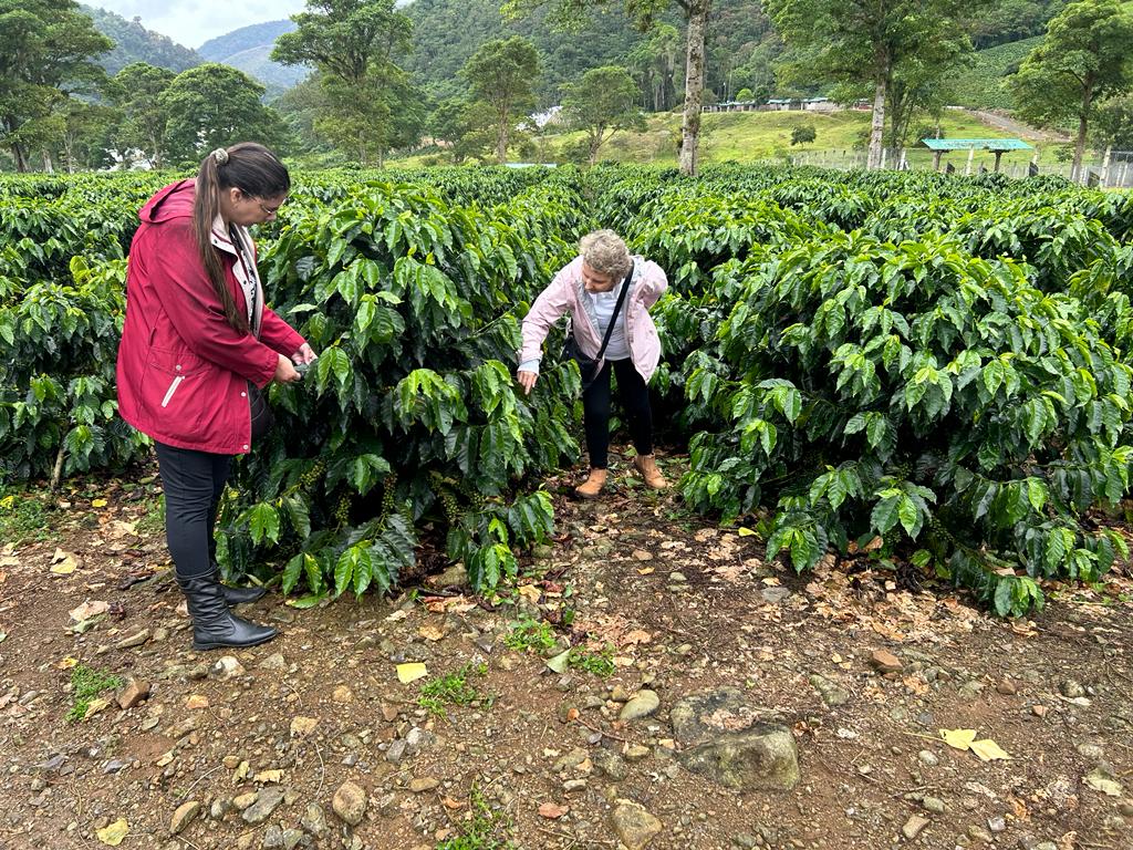 Pesquisadoras também realizaram visitas técnicas para conhecer um pouco sobre a produção de café costarriquenha, incluindo a maior fazenda da cultura no país; Madelaine Venzon/EPAMIG