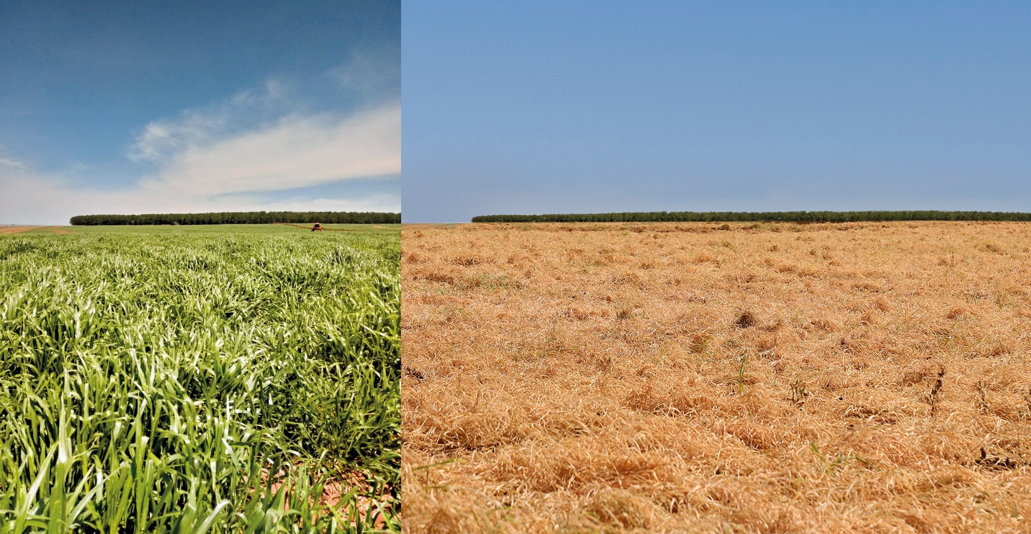 Área coberta com Brachiaria ruziziensis em fase de dessecação (esquerda) e área já dessecada, pronta para o plantio (direita)