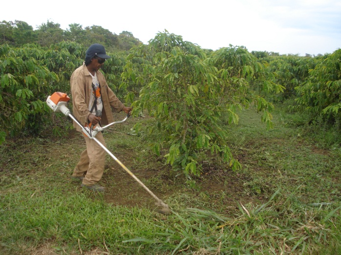 Controle das plantas daninhas na linha do cafezal com roçadora costal motorizada.&nbsp;