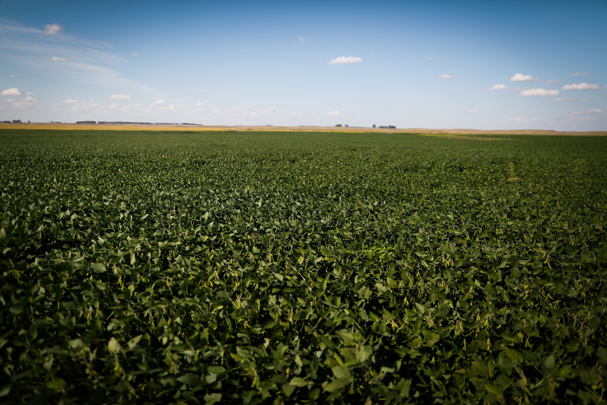 A regulamentação dos bioinsumos aplica-se tanto ao sistema de cultivo convencional como o orgânico. - Foto: Wenderson Araujo/CNA