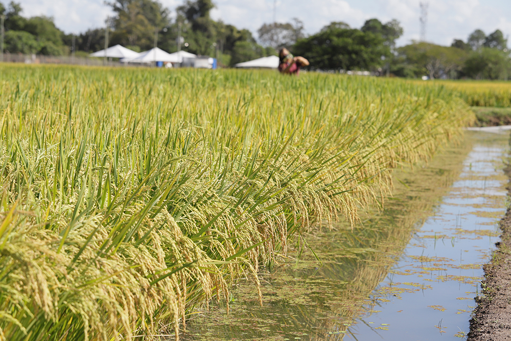O ciclo precoce do arroz A705 proporciona economia de água e energia. - Foto: Paulo Lanzetta