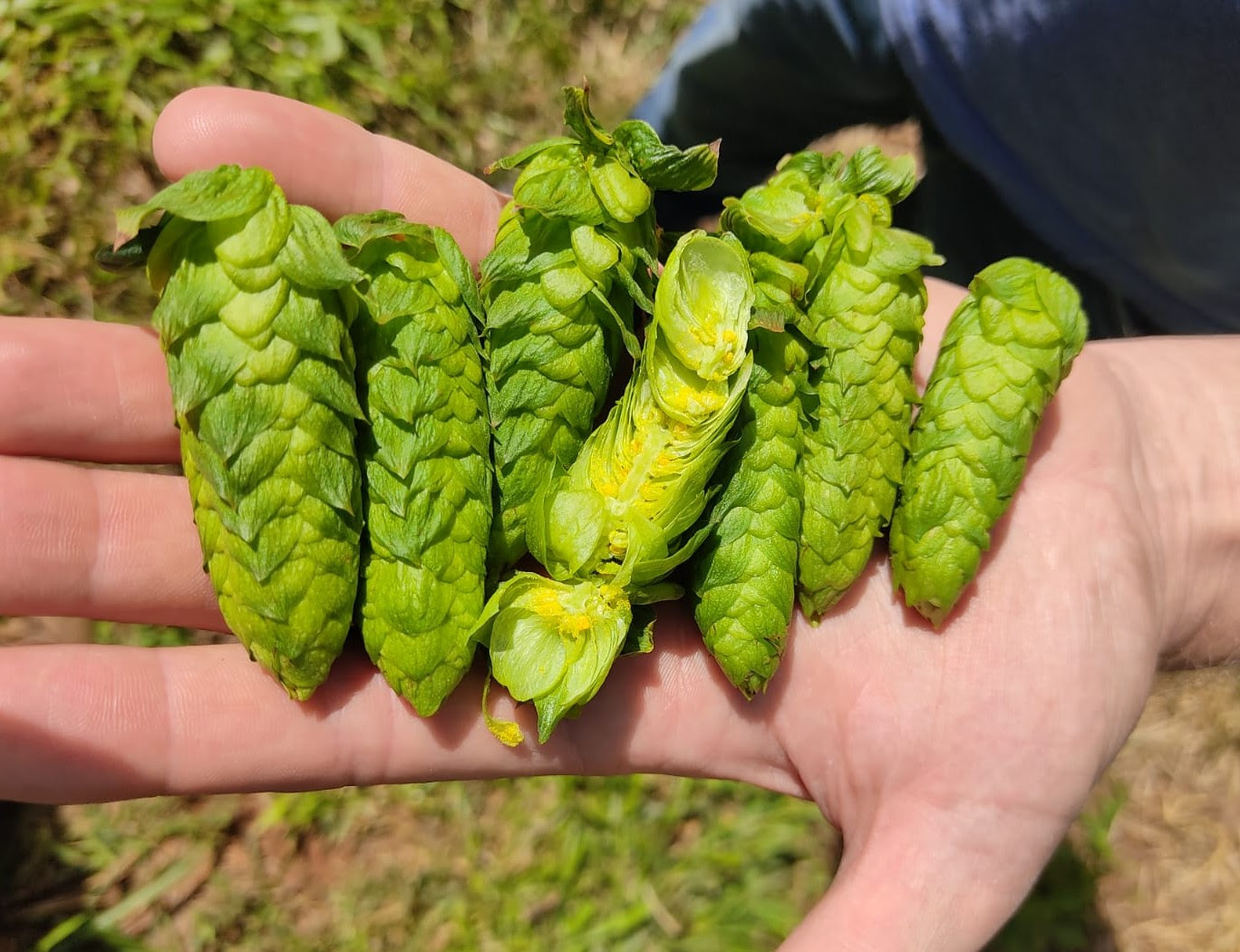 Responsável pelo amargor e aroma, o fruto é uma das principais matérias-primas na produção de cerveja e teve um crescimento de 160% no Brasil.