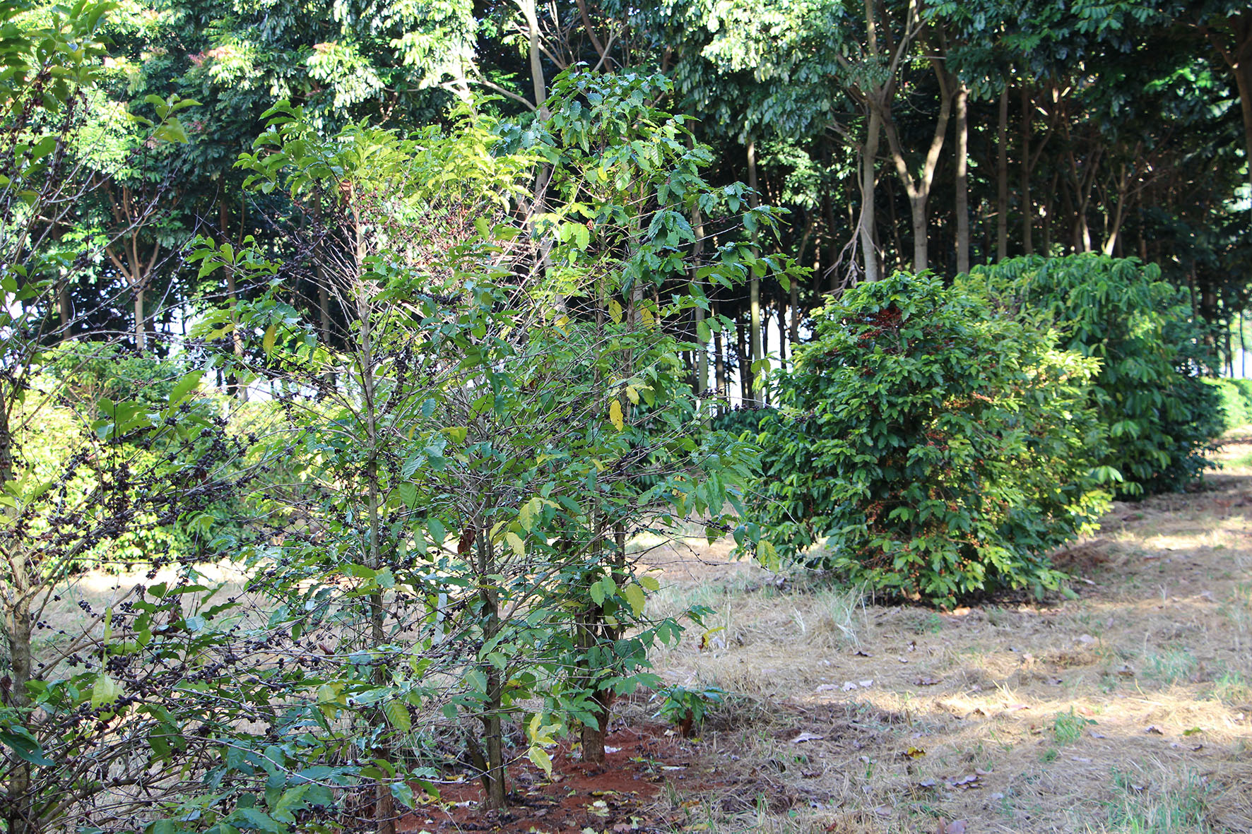 É importante conhecer a problemática acerca da infestação nas áreas cafeeiras para evitar maiores prejuízos. - Foto: Divulgação