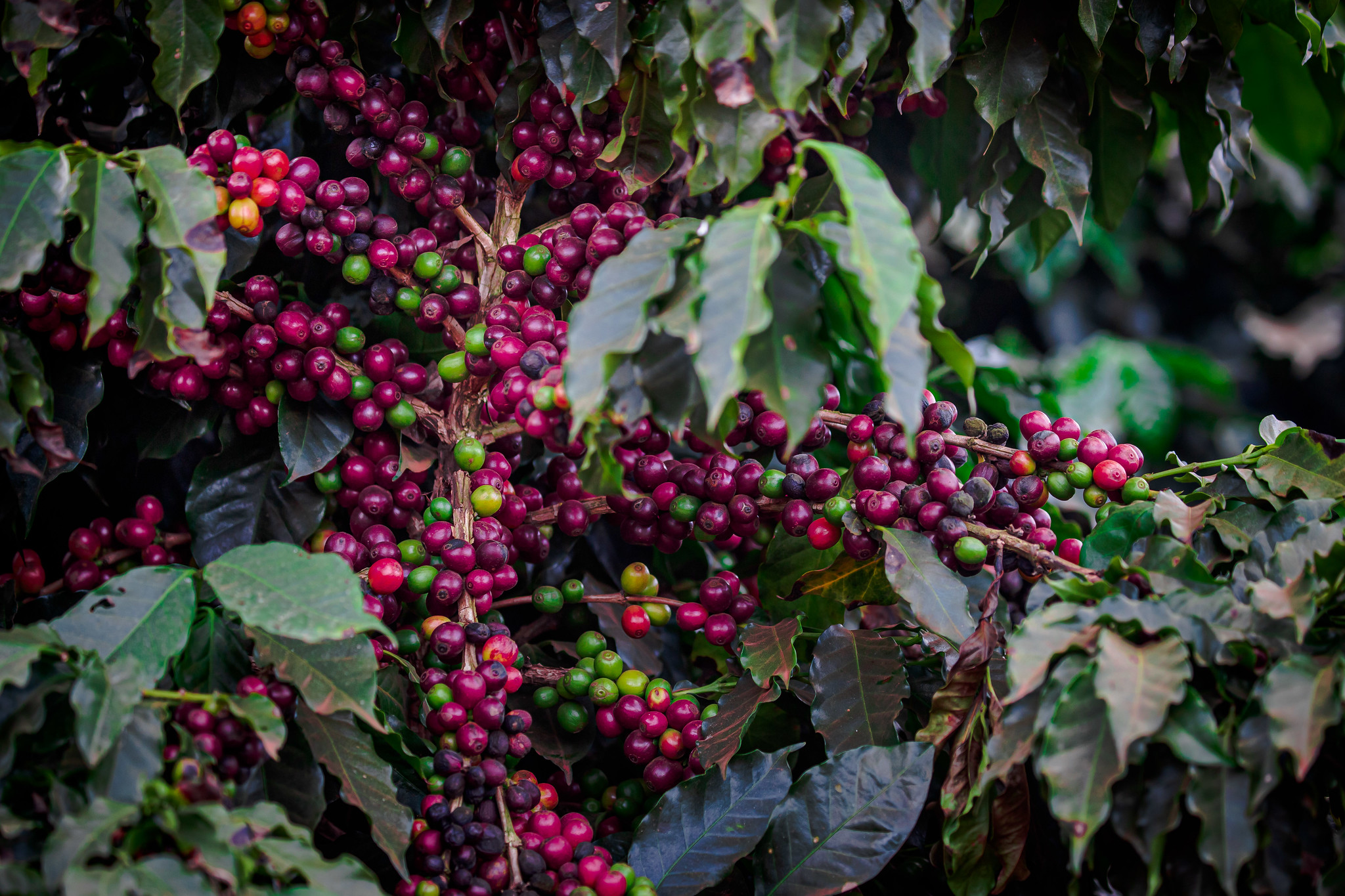 Área com a espécie Coffea arabica representa  79% e Coffea canephora 21% da área total em produção no País; Foto: CNA