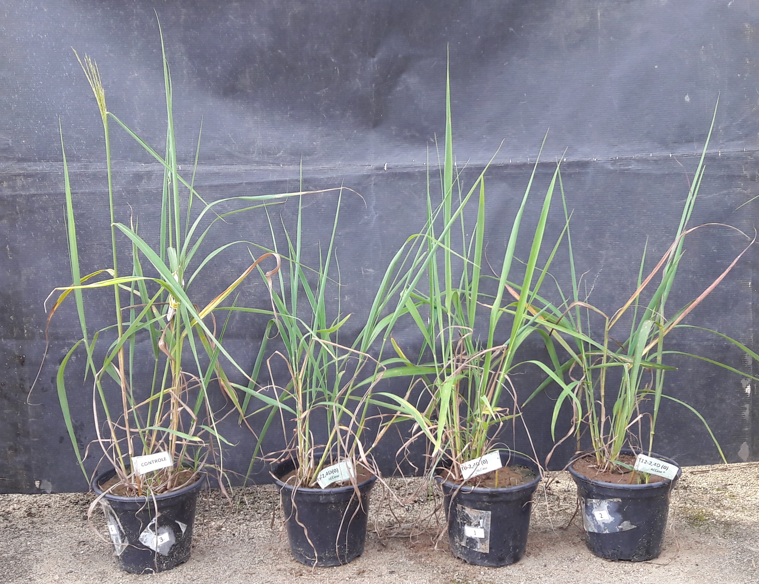 Vista frontal das plantas de capim-amargoso aos 35 dias após aplicação dos herbicidas. Tratamentos da esquerda para a direita: Vista frontal das plantas de capim-amargoso aos 35 dias após a aplicação dos herbicidas. Tratamentos da esquerda para direita: Testemunha; 2,4-D e haloxifope-p-metílico com intervalos de 3, 6 e 12 dias entre aplicação, respectivamente.&nbsp;