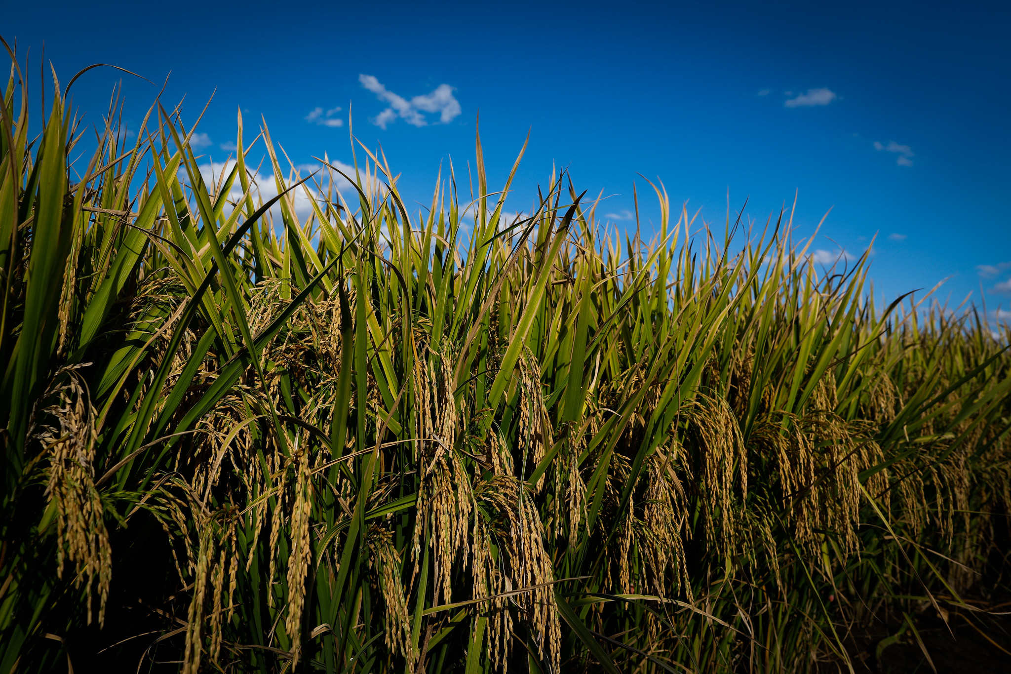 Os preços seguem firmes, mesmo registrando aumentos de menor intensidade nos últimos dias, resultado da redução da oferta de arroz no Brasil, de modo geral. - Foto: Wenderson Araujo/CNA